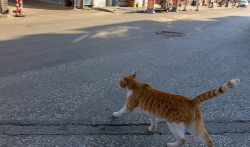 Tarihi bölge sokak hayvanlarına kaldı