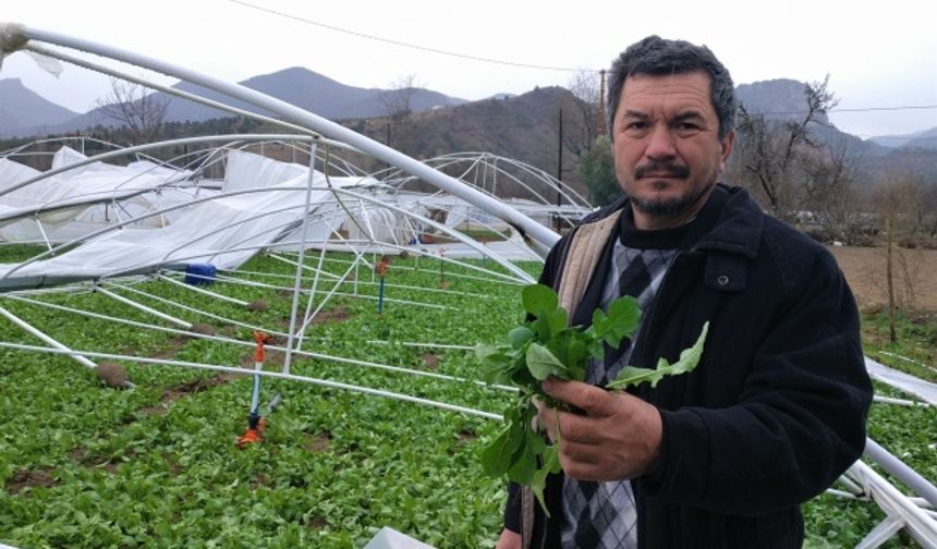 Şiddetli rüzgar seraları harabeye çevirdi