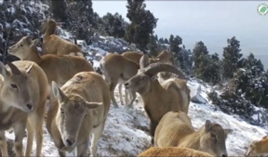 Anadolu yaban koyunlarının görüntüleri yemleme alanındaki fotokapana yansıdı