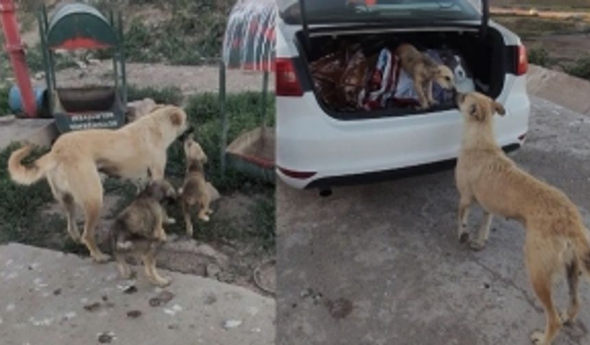 Anne ve yavru köpeğin görüntüsü iç ısıttı