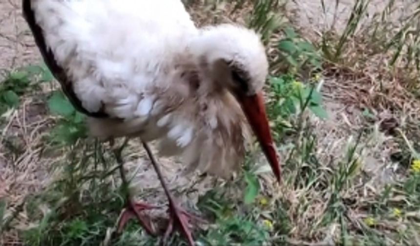 Eskişehir’de kursağında çöp kalan kör leylek tedavi altına alındı