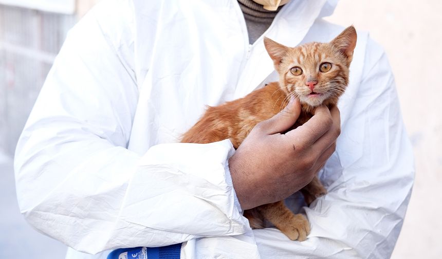 248 saat sonra kurtarılan kedinin adı AFAD oldu