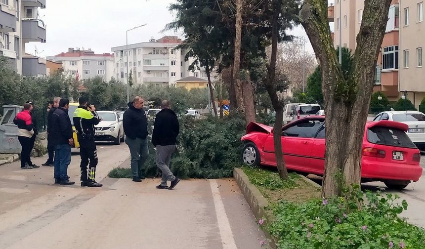 Alkollü sürücü ağacı devirerek durabildi