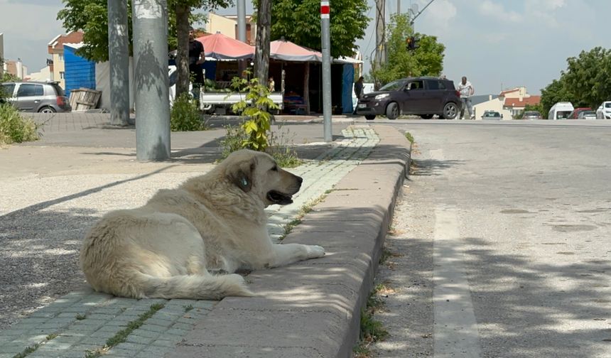Başıboş sokak köpekleri site sakinlerini bezdirdi