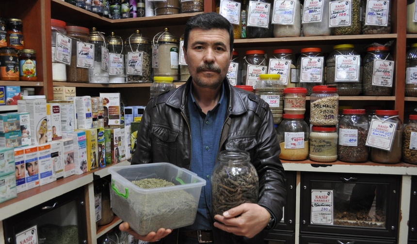 Hafızayı güçlendirecek şifalı bitkiler