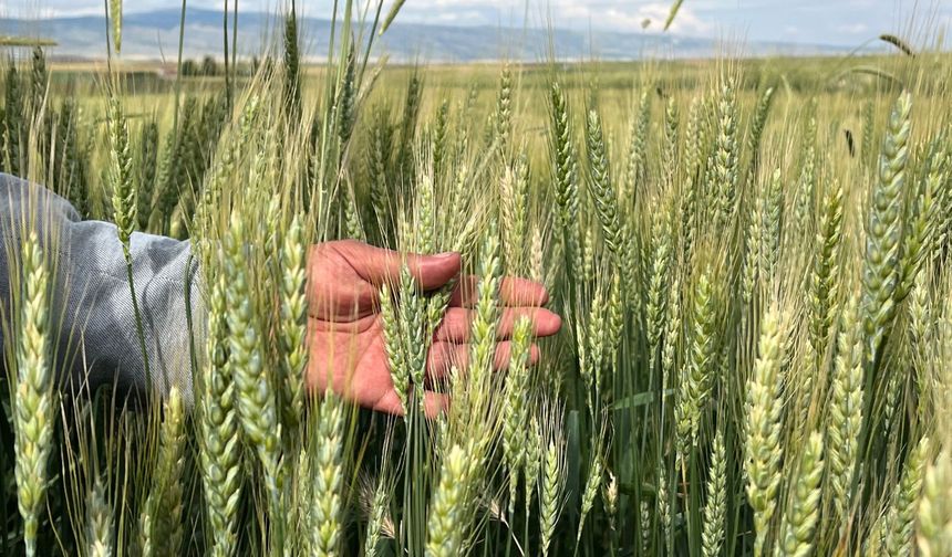 Çiftçilerin korkusu 'Pas hastalığı'