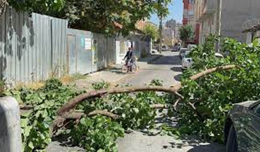 Eskişehir'de yola devrilen ağaç panik yarattı