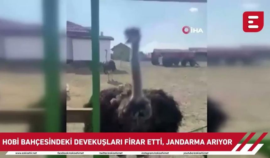 Eskişehir’de hobi bahçesindeki 2 deve kuşu firar etti