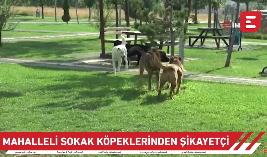 Sokak köpeklerinden mahalleli şikayet ediyor