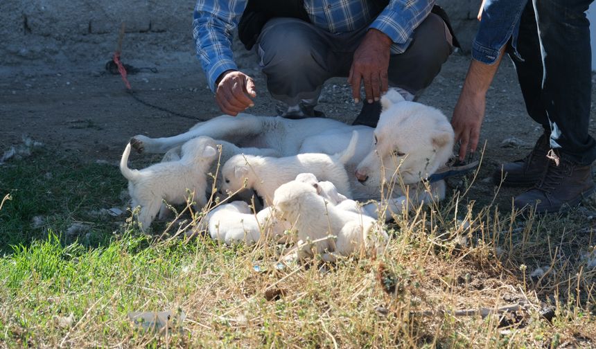 Annesiz kalan yavruları başka bir Akbaş cinsi köpek sahiplendi