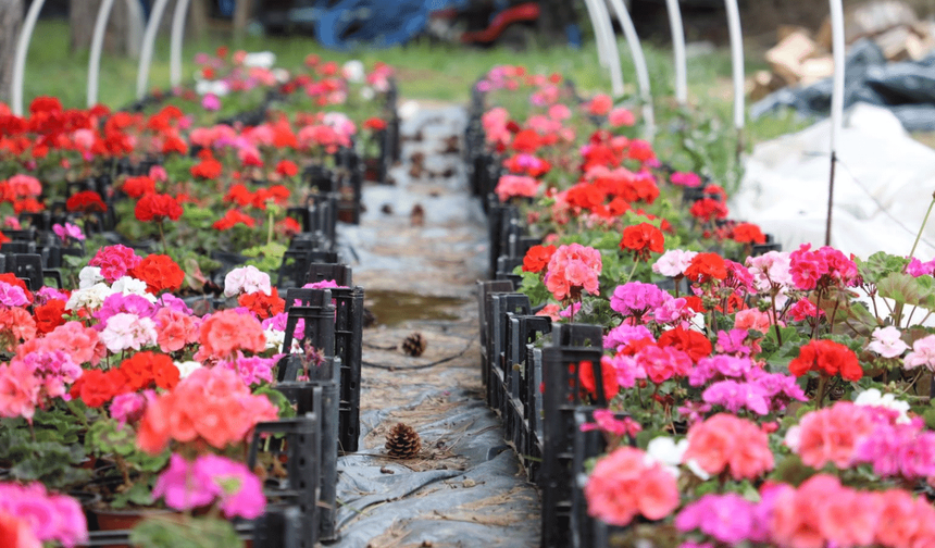 ESTÜ serasında yetiştirilen 20 bin çiçek kampüsü süslüyor