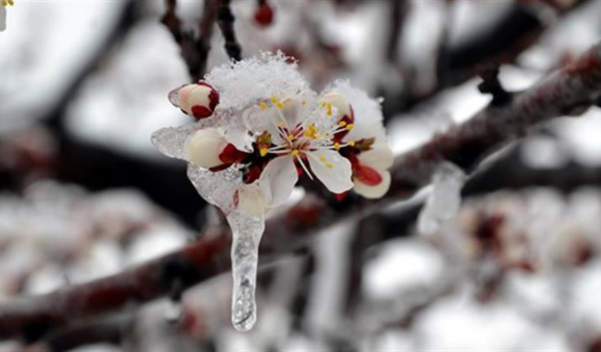 Eskişehir'de kritik gece: Zirai don tehlikesi başlıyor