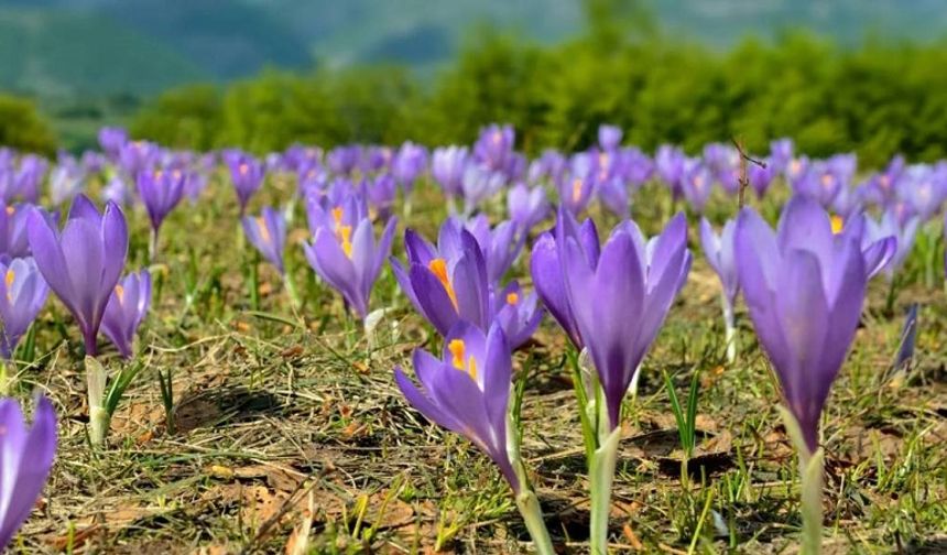 Eskişehir'de bolca yetişiyor! Gramı 600 lira ama yok satıyor!