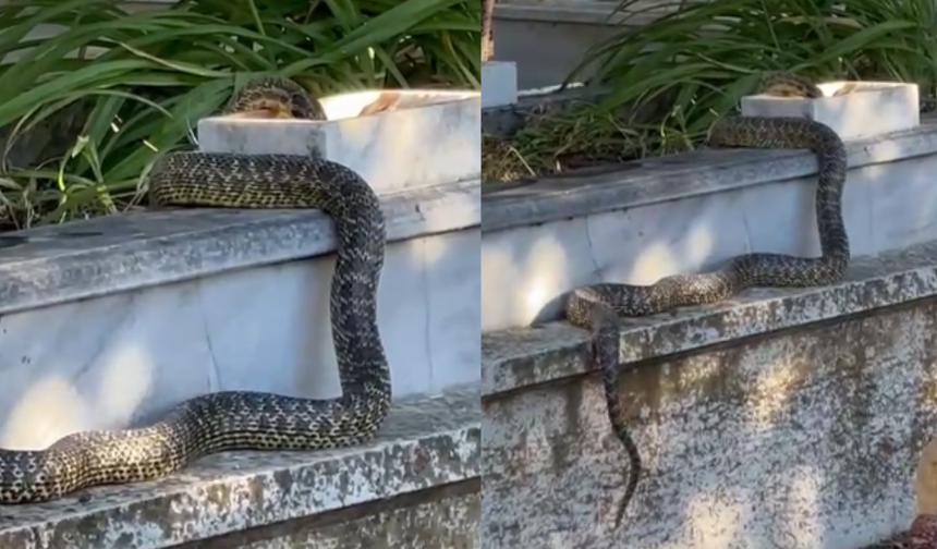 Eskişehir'de yılan paniği: Çevredekilere korku saçtı