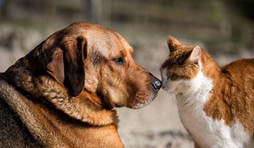 Eskişehir’de sokak hayvanları için yeni dönem: 12 ilçedeki çalışmalar 2 merkezde toplanacak