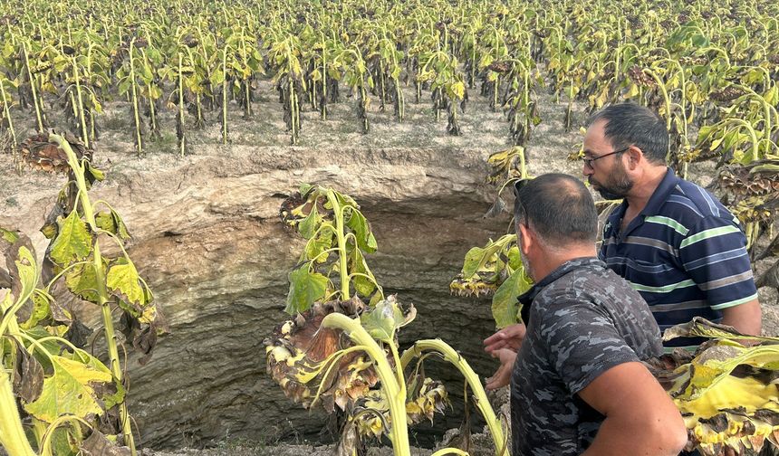 Ayçiçeği tarlasında 20 metrelik obruk oluştu