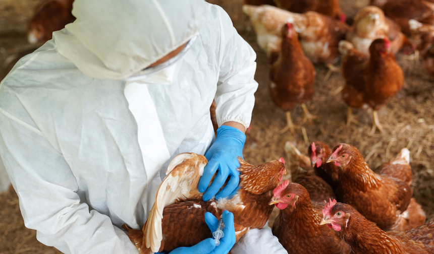 Kuş gribi artık küresel sorun!