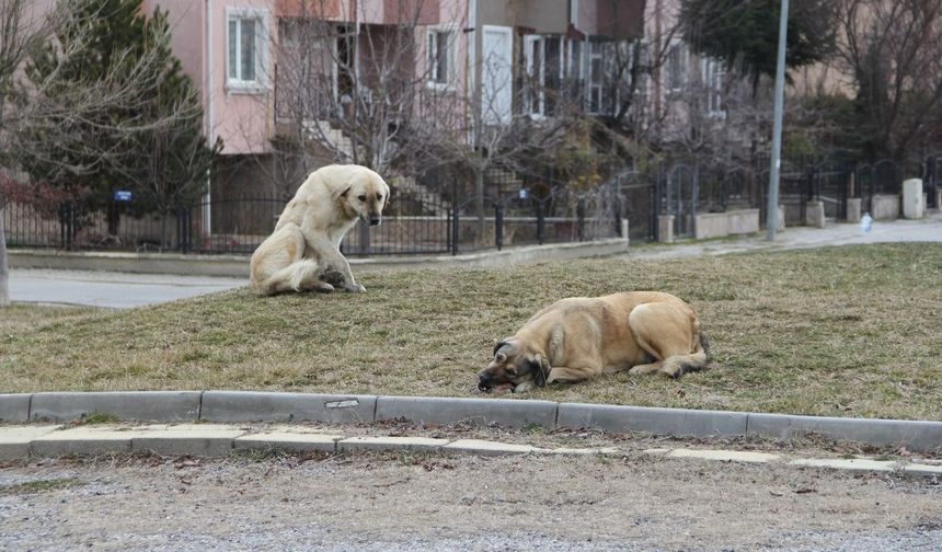 Sokak hayvanlarının yüzde 75'i toplandı!