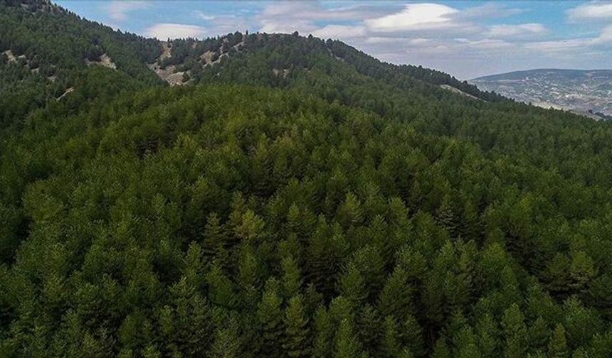 Ormana adım atmak bile yasak! 47 ilde uygulanıyor: Eskişehir için uyarı geldi