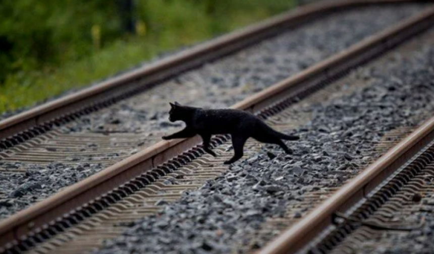 Kara kedi alarmı: Sahiplenmek yasaklandı