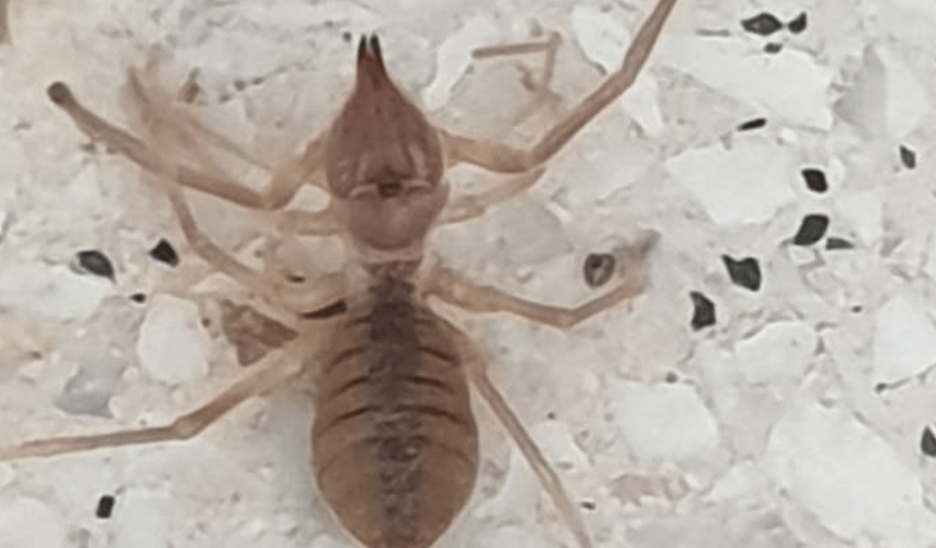 Eskişehir'de zehirli etçil sarı kız örümceği görüntülendi!