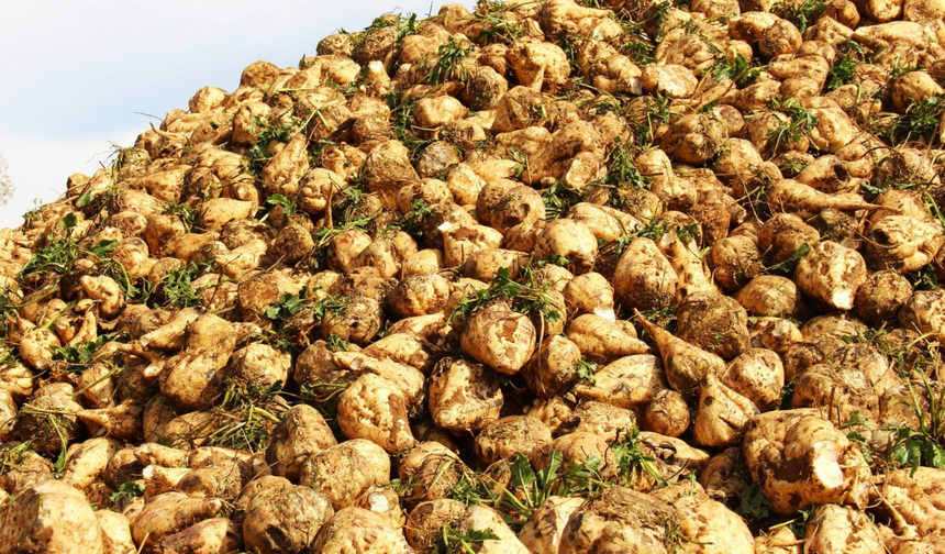 Eskişehirli üreticilerden şeker pancarı için 4.500 TL talebi! İmza kampanyası başlatıldı