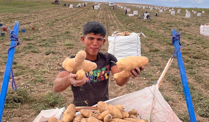 Alpu Ovası’nda patates hasadı