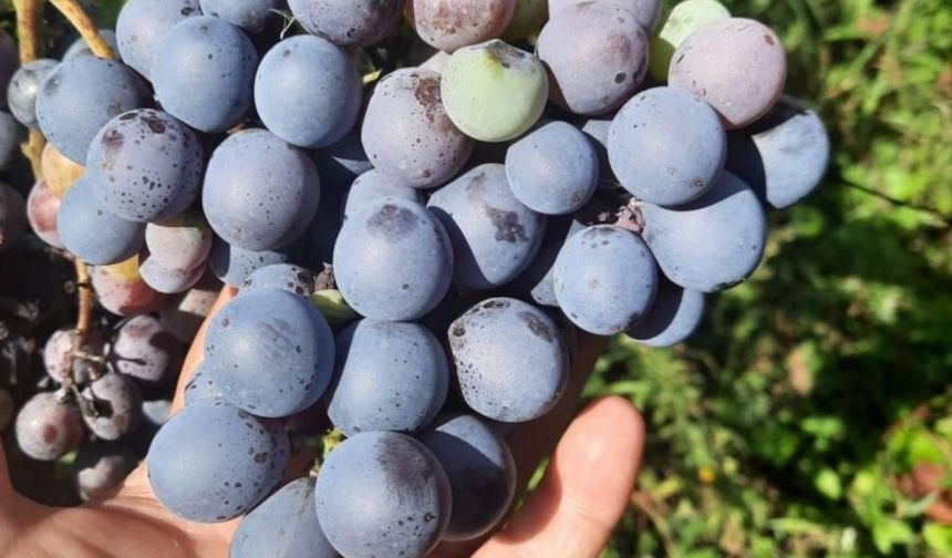 Karacalar Üzümü, Emirdağ'ın coğrafi işareti oldu