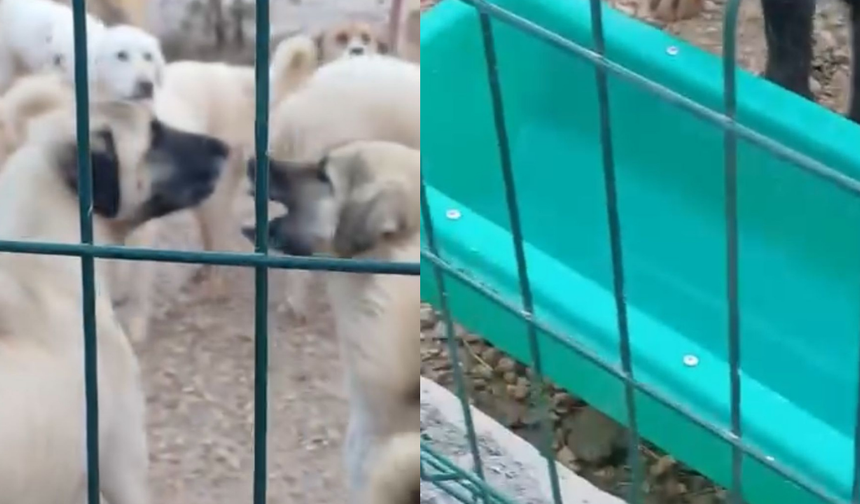 Eskişehir'deki barınakta önlem alınmıyor! Köpekler susuz bırakıldı