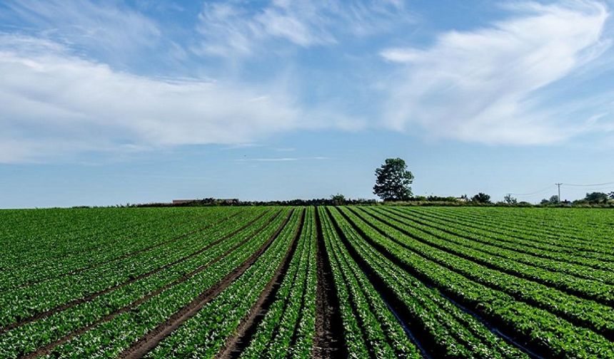 Eskişehir'de ihale ile tarla kiralanacak