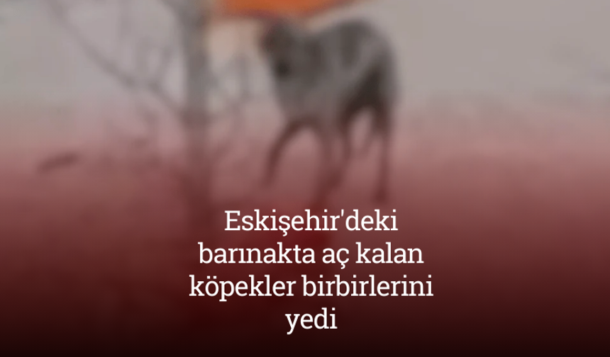 Eskişehir'deki barınakta aç kalan köpekler birbirlerini yedi
