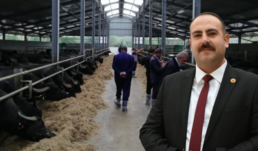 Artan talebi karşılamak için İnönü’ye manda çiftliği kuruluyor