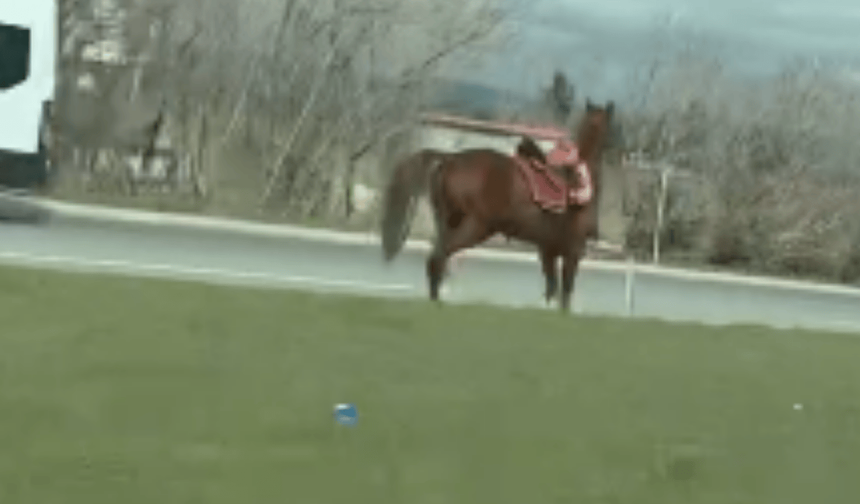 Eskişehir'de sahibinden kaçan at ortalığı birbirine kattı