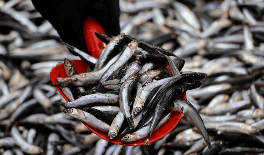 Eskişehir’de Ramazan ayı boyunca hamsi 100 liradan satılacak