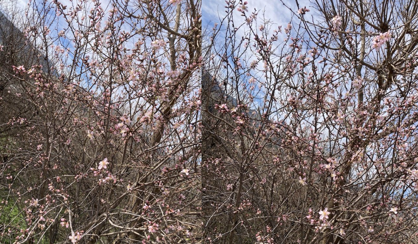 Yalancı bahar doğayı da aldattı! Eskişehir'de badem ağaçları çiçek açtı