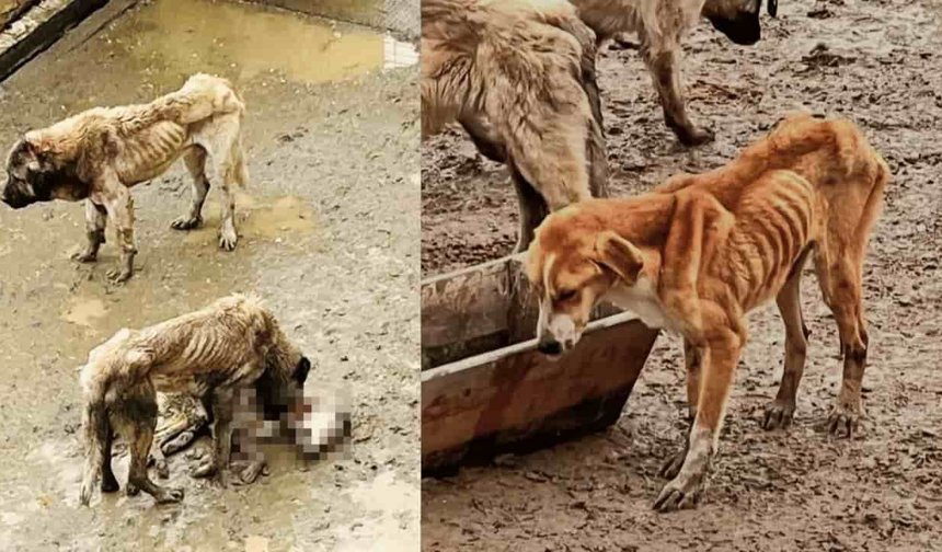 Adeta kemikleri sayılıyor: Köpekler açlıktan birbirini yedi, Eskişehirli hayvanseverler barınağa akın etti