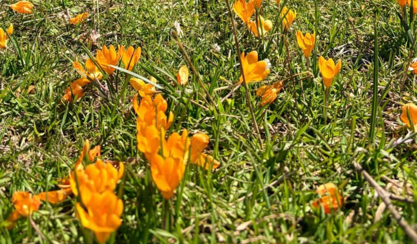 Eskişehir'de baharın habercisi çiğdemler açtı