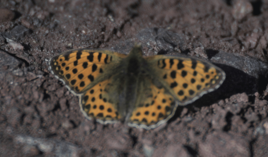 Eskişehir'de "İspanyol kraliçesi" görüntülendi: Kanatları çok güçlü