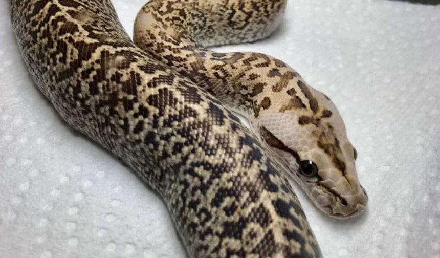 Operasyon düzenlenen evden piton yılanı çıktı!