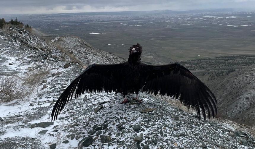Eskişehir'de koruma altına alınmışlardı: 3 şahin ve 1 kara akbaba gökyüzüne kavuştu