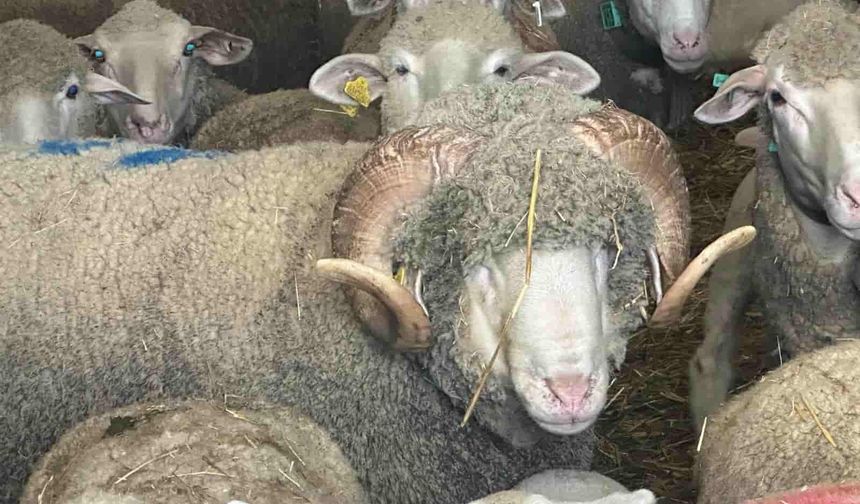 Şampiyon Merinos koçunun yavruları için sıraya girdiler: Eskişehir'den Balıkesir'e kadar gittiler