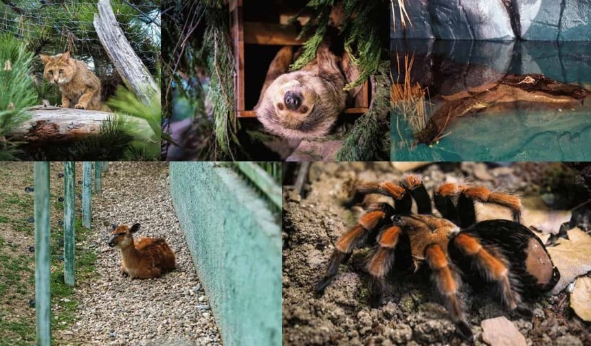 Nesli tehlikedeki türlerin yeni yuvası Eskişehir oldu: Hayvanat bahçesine 30 yeni tür!