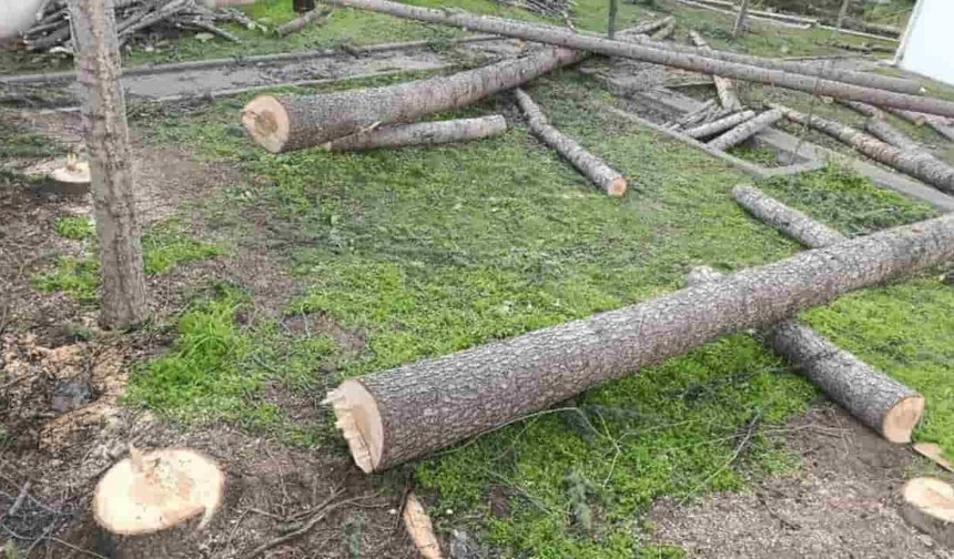 Eskişehir'de cami bahçesindeki ağaçlar kesildi mi?
