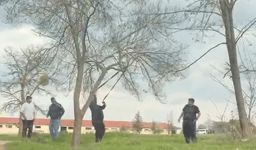 Eskişehir'de mangal yakmak için ağaç dalını kırmaya çalıştılar