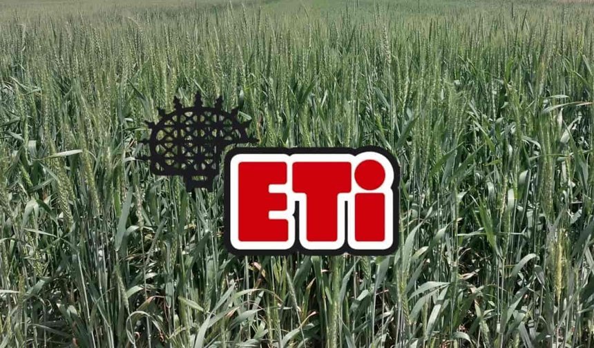 ETİ, Kanatlı Buğdayı'nın üretimine başladı
