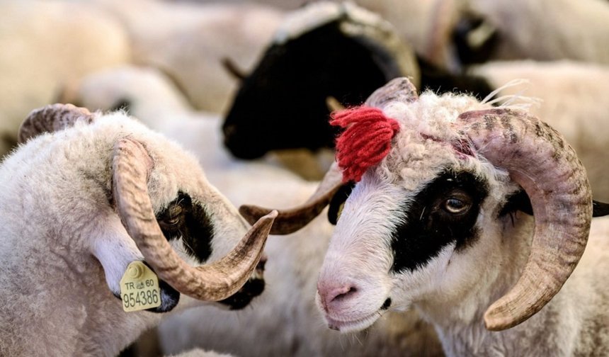 Kurban keserken bunu yapana 800 bin liradan fazla ceza kesilecek