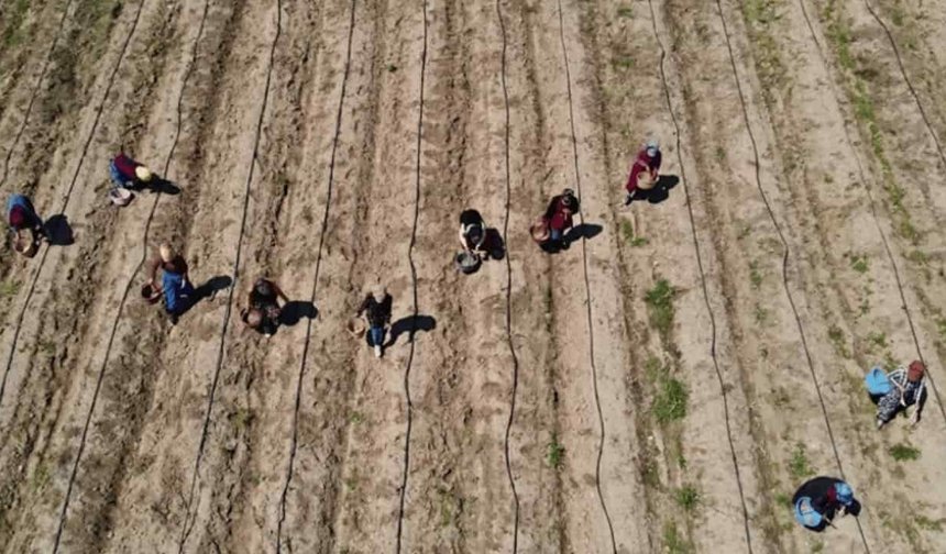 Eskişehir'de bir kez ekiliyor, 15 yıl ürün veriyor: Her dönümden 75 bin lira kazandırıyor