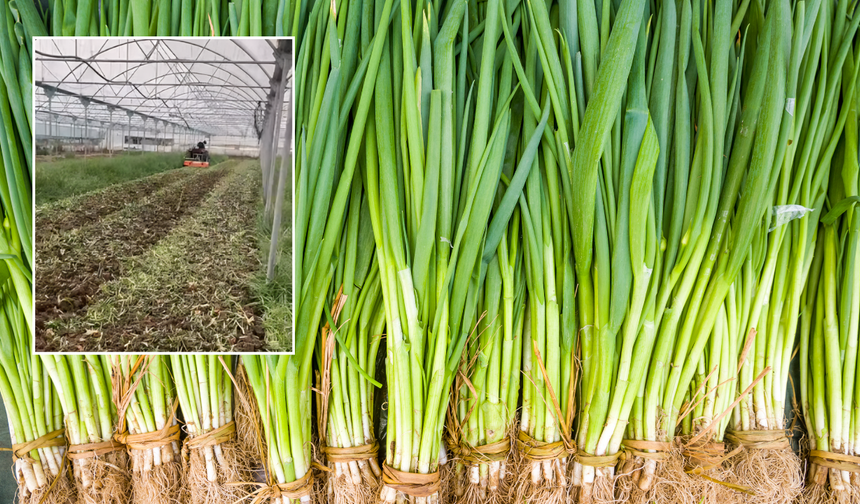 "Oğlan acımasızca sürüyor... Pazarda 100 liraya alamayan çok!"