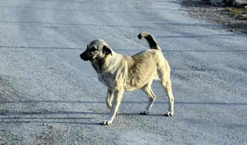 Eskişehir'de kaymakamlıktan sokak köpekleri için kritik karar: Son gün pazartesi