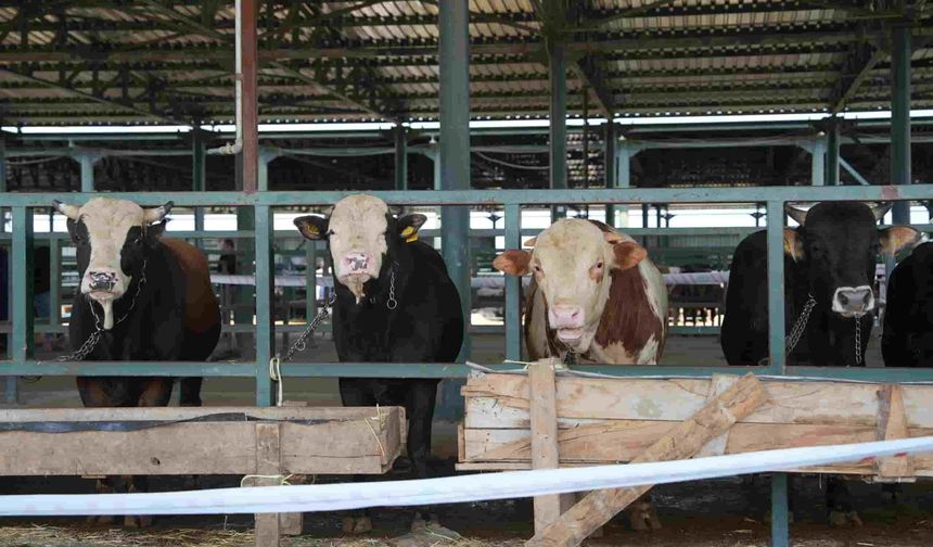 Eskişehir Büyükşehir kurban hisse bedelini açıkladı